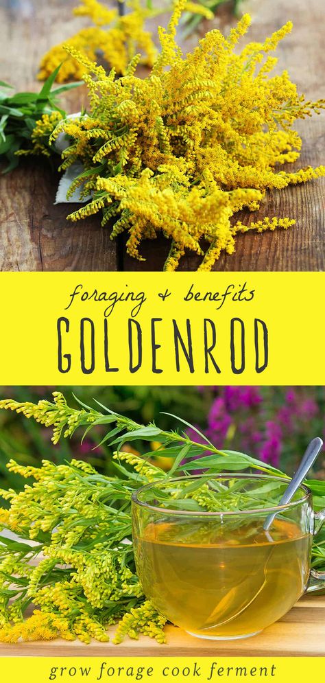 Benefits Of Goldenrod, How To Make Goldenrod Tincture, Goldenrod Medicinal Uses, Golden Rod Tea, Goldenrod Tincture Recipe, Goldenrod Tea Recipe, Goldenrod Tincture Benefits, Golden Rod Benefits, Golden Rod Tincture