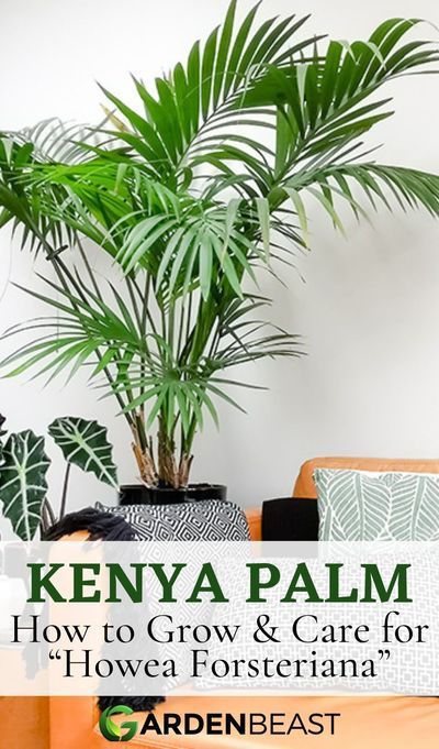 Palm Living Room, The Sentry, Indoor Palms, Kentia Palm, Palm Plant, Indoor Plant Care, Houseplants Indoor, Liquid Fertilizer, House Plant Care