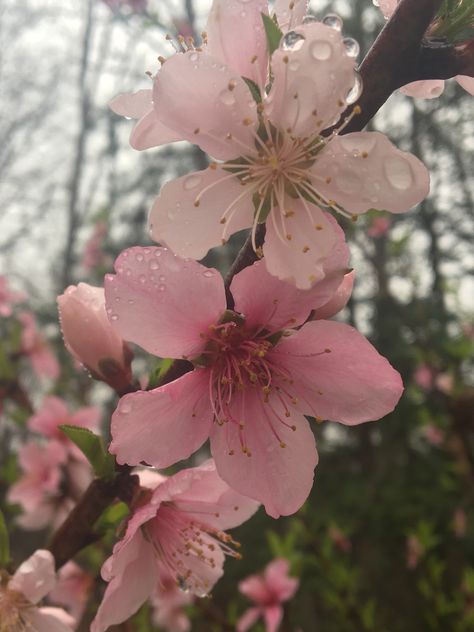 Peach Blossom Aesthetic, Peach Flowers Aesthetic, Peach Pink Aesthetic, Minimal Core Aesthetic, Peach Tree Flowers, Liza Core, 1776 Musical, Peach Blossom Flower, Siamese Dream