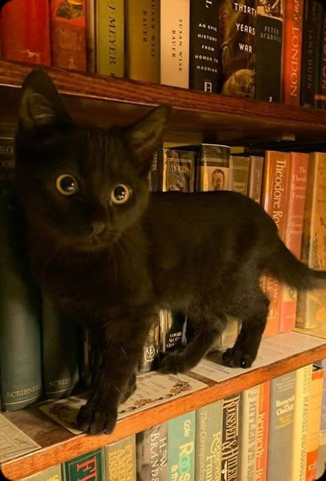 Bad Luck, Black Cats, Black Cat, Books, Black