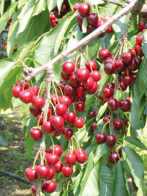 Cherry Tree (Prunus Avium 'Burlat') Cherry Fruit Tree, Growing Cherry Trees, How To Grow Cherries, Prunus Avium, Cherry Plant, Patio Fruit Trees, Patio Trees, Cherry Trees, Plum Tree