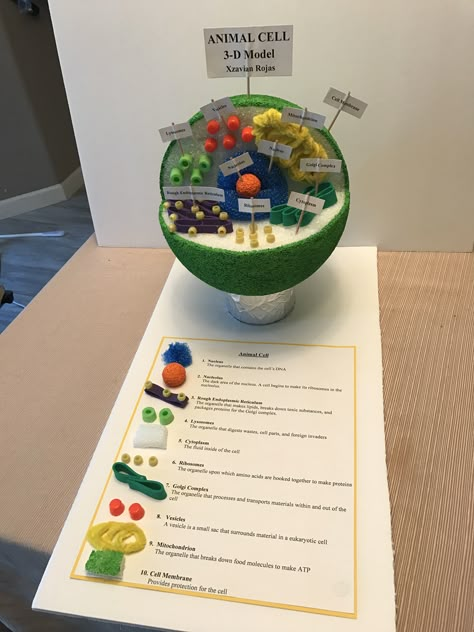 Animal Cell Diagram 3d, Working Model Of Animal Cell, Cells Science Project, Animal Cell School Project, Plant Cells Model, Model Of Cell Science Projects, Cell Replica Project, Cell Module Project, Eukaryotic Cell Model Project Ideas