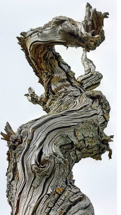 Tree Bark Reference, Tree Close Up, Tree Branch Reference, Tree Bark Drawing, Tree Branch Ideas, Twisting Tree, Interesting Trees, Tree Bark Art, Tree Reference