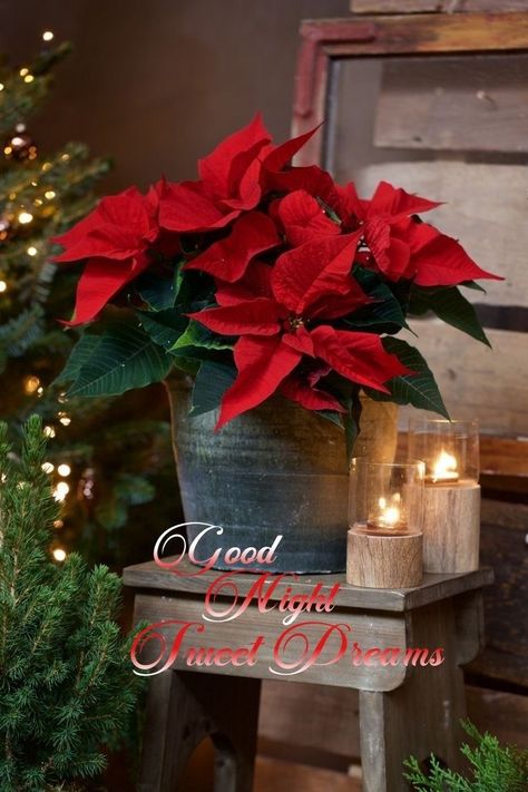 Happy New Year Flowers, Poinsettia Christmas Decor, Red Christmas Flowers, Advent Time, Natal Natural, Christmas Tree Flowers, Poinsettia Plant, Merry Christmas Wallpaper, Christmas Scenery