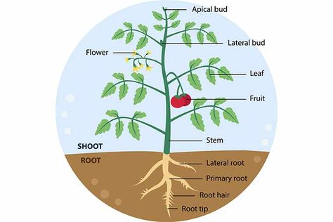 Parts Of A Plant: Diagram, Functions And Fun Facts For Kids Plant Diagram, Flower Diagram, Roots Drawing, Plant Cartoon, Planting For Kids, Plant Clips, Classroom Anchor Charts, Tomato Plant, Free Kindergarten Worksheets