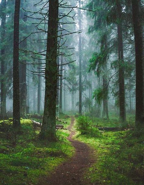 🇫🇮 Path in the forest (Finland) by Niilo Isotalo cr. Fantasy Huntress, 숲 사진, Moody Nature, Dark Naturalism, Dark Green Aesthetic, Forest Path, Misty Forest, Forest Photography, Walk In The Woods