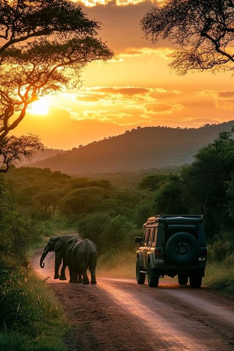 "Embark on a thrilling Safari in South Africa! 🦁🌍 Witness majestic wildlife in their natural habitat, enjoy breathtaking landscapes, and experience the adventure of a lifetime. 🚙🌿 #SouthAfricaSafari #WildlifeAdventure #Nature" Safari Clothing, South Africa Wildlife, Healthy And Wealthy, Nairobi City, South Africa Safari, Africa Wildlife, African Travel, Travel Vibes, Farm Lifestyle