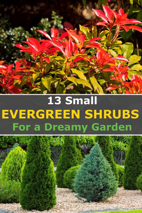 If you're looking to create a beautiful outdoor space, small evergreen shrubs can be an ideal choice for providing year-round color and texture. Besides, most of these evergreen shrubs can thrive in full sun while others prefer shade. So, if you want carefully chosen plants for your borders, and pots, or to brighten the front of your house then you'll love today's post. These plants will add beauty to your landscape design and are also low maintenance and require minimal pruning... Flower Garden Ideas Backyard, Evergreen Shrubs Full Sun, Evergreen Landscape Front Yard, Garden Ideas Indoor, Deck Gardening, Indoor Gardening Ideas, Ideas Backyard Patio, Garden Ideas Backyard, Full Sun Landscaping