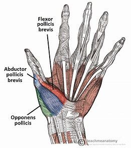 Image result for Hand Muscle Anatomy | Hand anatomy, Muscle anatomy ...