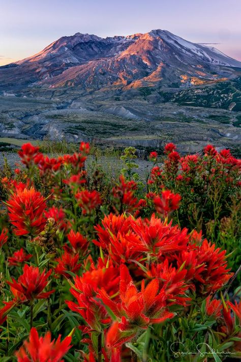 Mt St Helens and Indian Paintbrush flowers. Indian Paintbrush Flowers, Mount Saint Helens, Morning Mountain, Mt St Helens, Wildflower Photo, Saint Helens, Indian Paintbrush, Mountain Photos, Cascade Mountains