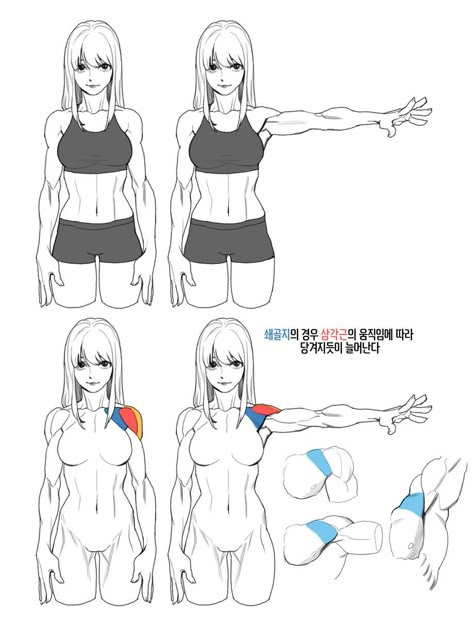 Female Anatomy Reference, Anatomy Tutorial, Human Anatomy Drawing, Body Drawing Tutorial, Human Figure Drawing, Human Anatomy Art, Anatomy Sketches, Body Reference Drawing, 캐릭터 드로잉