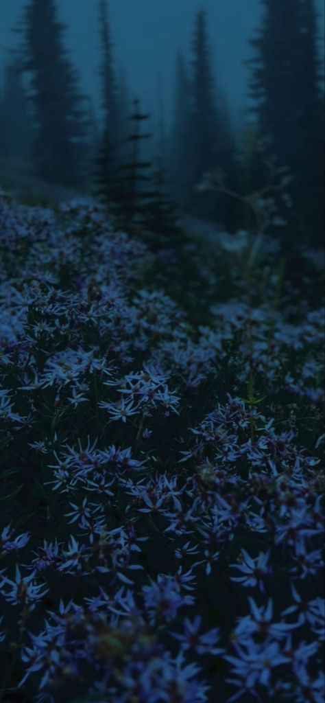 Calming Wallpaper Calm Wallpaper Aesthetic, Dark Cottagecore Aesthetic Wallpaper, Cottagecore Aesthetic Wallpaper, Wildflower Wallpaper, Dark Cottagecore Aesthetic, Calm Wallpaper, Lightning Photos, Cottagecore Wallpaper, Fairy Grunge Aesthetic