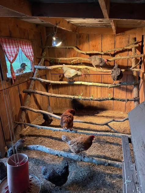 Chicken Coop Interior Ideas, Coop Interior, Poultry Farm Design, Chicken Perches, Chicken Roost, Cute Chicken Coops, Chicken Shed, Chicken Barn, Chicken Coop Garden