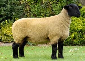 Ryeland Sheep, Milking Parlor, Sheep Images, Sheep Pictures, Suffolk Sheep, Lamb Cake, Artificial Insemination, Goats And Sheep, Sheep Breeds