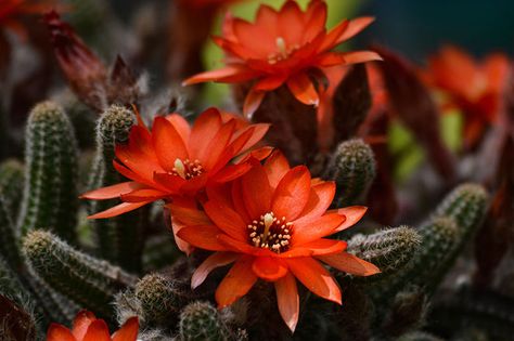 The peanut cactus (Echinopsis chamaecereus) produces a cluster of fuzzy, peanut-shaped stems giving it its common name. This cactus is prized for its stunning 2-inch blooms in brilliant shades of orange-red. Blooms typically cover the plant with several flushes of blooms beginning in spring and lasting into the summer. This cactus if hardy in USDA […] Care For Christmas Cactus, Peanut Cactus, Growing Peanuts, Christmas Cactus, Liquid Fertilizer, Growing Seeds, Fall Plants, Cactus Garden, Garden Lovers