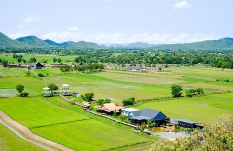 View of rice fields in thailand | Premium Photo #Freepik #photo Rice Plant, Mae Hong Son, Thai Rice, Young Farmers, Black Chickens, Green Rice, Kaffir Lime Leaves, Rice Fields, Colorful Clouds