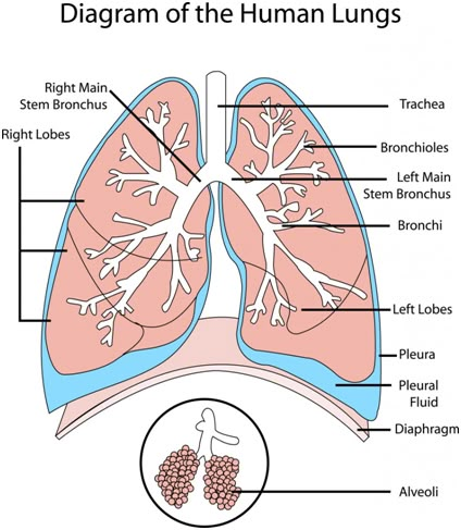 BLS Study Guide - National CPR Association Lungs Diagram, Respiratory System Anatomy, Human Respiratory System, Lung Anatomy, Human Lungs, The Respiratory System, Diagram Design Ideas, Pulmonology, Respiratory Therapy