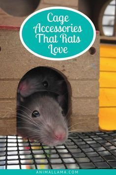 Our pet rats spend a lot of time in their cages so it's only fair to make those cages as much fun as possible! Here is our list of the must-have rat cage accessories and decorations that will make any rat happy and comfortable in their home. #rat #rats #animals #pets #rodents #petcare Rat Home, Pet Room Ideas, Rat Cage Diy, Pet Rat Cages, Rat Cage Accessories, Rat Care, Rat House, Pet Room, Baby Rats