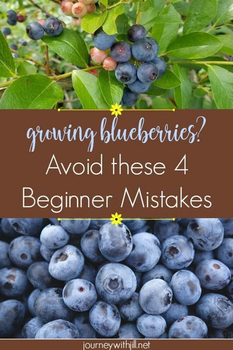 If you're growing blueberries in the near future, make sure you don't make these most common mistakes! Blueberries Growing, Blueberry Gardening, Growing Blueberries, Berry Garden, Blueberry Plant, Berry Bushes, Blueberry Bushes, Veg Garden, Home Vegetable Garden