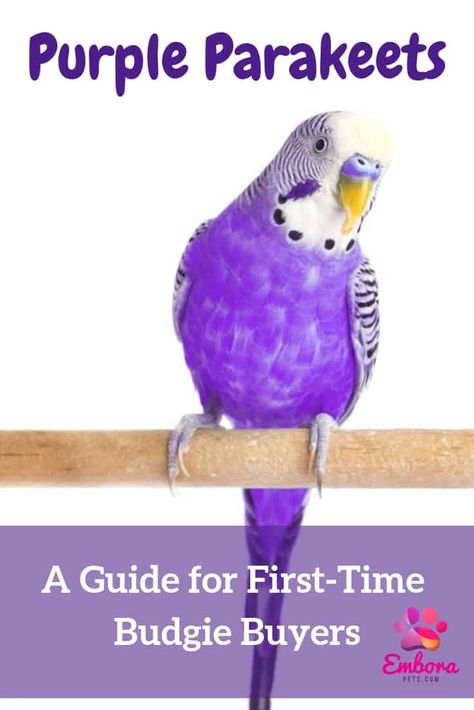 Purple Budgie, Breeding Budgies, Parakeet Colors, Parakeet Care, Parakeet Food, Monk Parakeet, Parakeet Cage, Bird Breeds, Budgies Bird