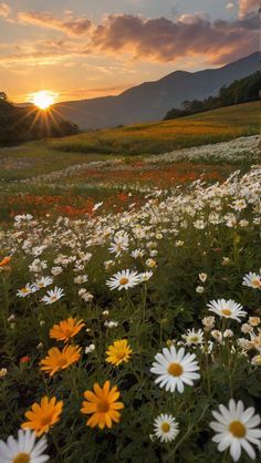 Field Of Flowers Aesthetic Wallpaper, Sunset Wallpaper Mountain, Pretty Nature Backgrounds, Flower Field Iphone Wallpaper, Field Of Flowers Photography, Open Flower Field, Sunsets On A Farm, Netherlands Flower Field, Natural Asthetic Picture