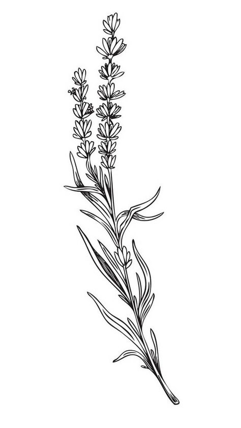 Lavender Ink Drawing, Lavender Flower Tattoo Design, Drawing Of Lavender Flowers, Lavender Flowers Sketch, Lavender Tattoo Black Outline, Big Lavender Tattoo, Lavender Tattoo Outline, Line Art Flowers Tattoo, Lavender Drawing Tattoo