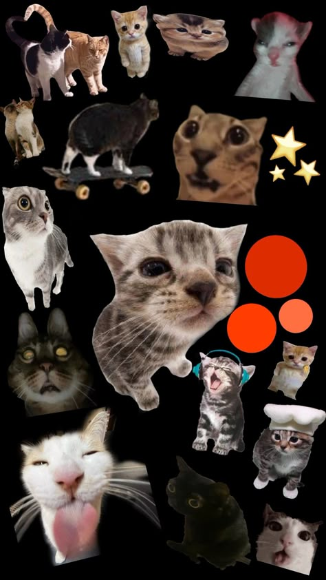 A wallpaper with cats cats wallpaper silly car wallpaper Silly Car, Wallpaper Silly, Hilarious Images, Cat Phone Wallpaper, Funky Wallpaper, Cat Collage, Iphone Wallpaper Cat, Photography Iphone, Funny Cat Wallpaper