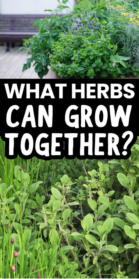 Herbs growing together in a garden, asking "What herbs can grow together?" Simple Herb Garden Ideas, What Herbs Grow Well Together In A Pot, Building An Herb Garden, Herbs Container Garden, Growing Herbs In Containers, Herb Garden Starter, How To Plant Herbs Outdoors, Back Porch Herb Garden Ideas, Garden Herbs Ideas