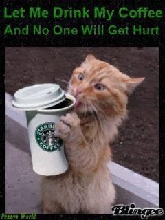 Kaffe Humor, Coffee Obsession, Cat Drinking, Need Coffee, Cat Coffee, Coffee Love, Coffee Quotes, Bad Hair, Coffee Humor