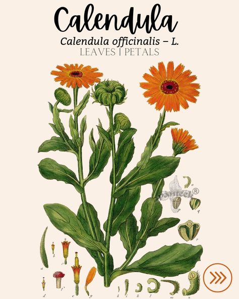 Calendula: a great all around herb that grows like a weed. Go to plant for skin herbal remedies! 
How do you use Calendula? Comment Below!
.
.
.
.
.
.
.

.
#Herbs #nature #natural #health #herbalmedicine #herbal #plants #healing #healthy #herbalist #flowers #garden #wellness #herbalism #tea #holistichealth #selfcare #medicinalherbs #HerbalRemedies #Calendula #skinillness #skin #beauty #digestion #PMS #period #immunesystem #lymphaticsystem #oralheath #toothpain Calendula Plant, Calendula Officinalis, Homeschool Room Design, Flower Remedy, Calendula Flower, Medicinal Herbs, Medicinal Plants, Natural Living, Herbal Medicine