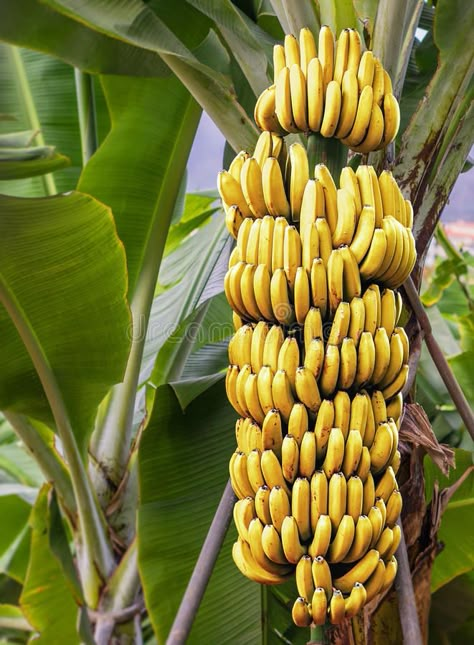 Banana Plant Indoor, Vegetables Pictures, Fruits And Vegetables Pictures, Vegetable Pictures, Banana Cookies, Banana Fruit, Banana Plants, Banana Tree, Beautiful Fruits