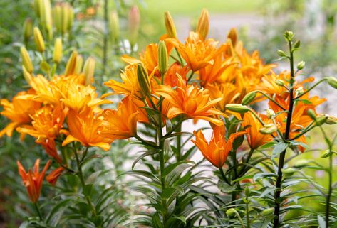 How to Grow and Care for Asiatic Lily Lily Plant Care, Organic Fungicide, Lily Care, Flowers To Plant, Lily Seeds, Perennial Bulbs, Columbine Flower, Fountain Grass, Asiatic Lilies