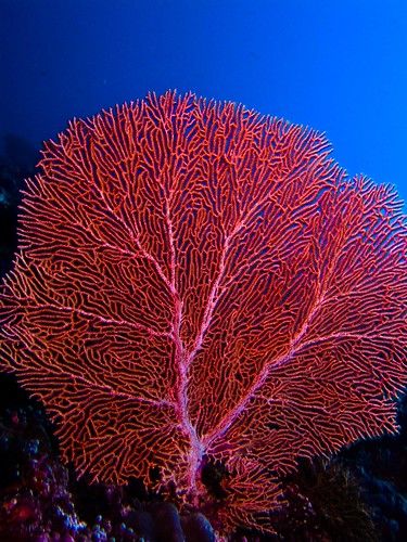 Red Sea Coral Reef, Coral Reef Photography, Fan Coral, Fauna Marina, Sea Fan, Bawah Air, Coral Art, Under The Water, Ocean Floor