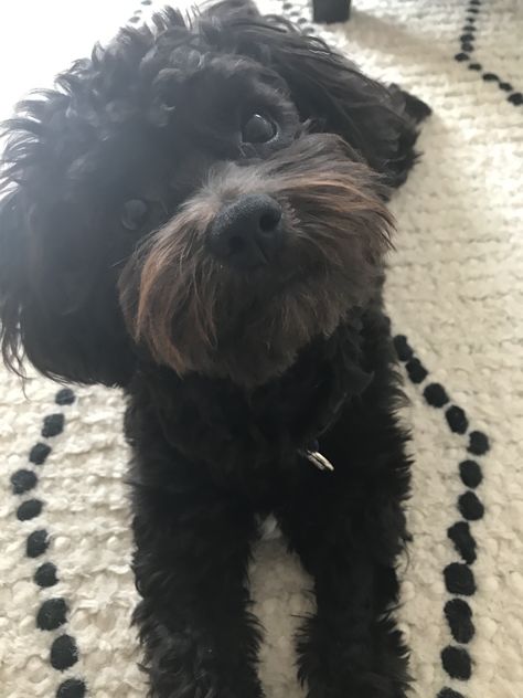 Black maltipoo cute puppy Maltipoo Full Grown Black, Black Maltipoo, Dylan Cozens, Maltipoo Haircuts, Puppy Picture Ideas, Maltipoo Dog, Poodle Toy, Owning A Dog, Pretty Brown Eyes