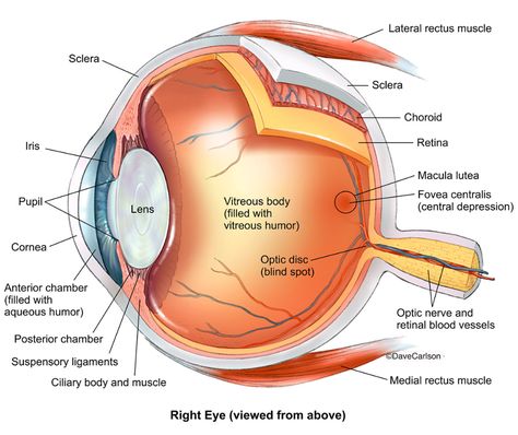 Eye Anatomy 1 Illustration photo Eye Anatomy Diagram, Eyeball Anatomy, Human Eye Diagram, Biology Diagrams, Eye Facts, Eye Anatomy, Basic Anatomy And Physiology, Vet Medicine, Nurse Study Notes