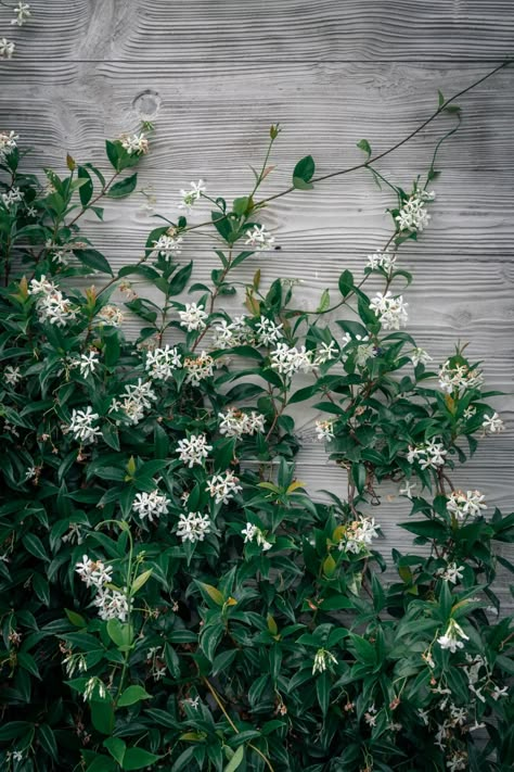 Chinese Star Jasmine is an evergreen climber with clusters of star shaped highly fragrant flowers. Great summer fragrance plant and can be used as a ground cover Star Jasmine Flower, Jasmine Climber, Chameli Flower, Climbing Jasmine, Jasmine Wall, Crawling Plants, Ground Cover Flowers, Bed Plants, Wall Climbing Plants