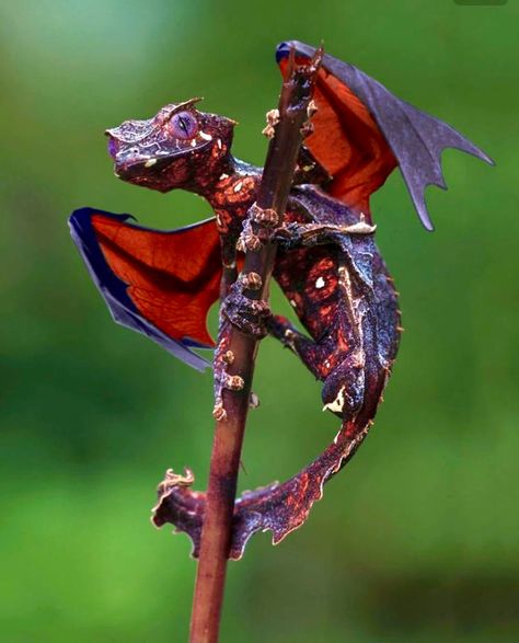 Real-life baby dragon! Leaf Tailed Gecko, Satanic Leaf Tailed Gecko, Monkey Photo, Horned Lizard, Strange Animals, Reptiles And Amphibians, Weird Animals, Lizards, Amazing Animals