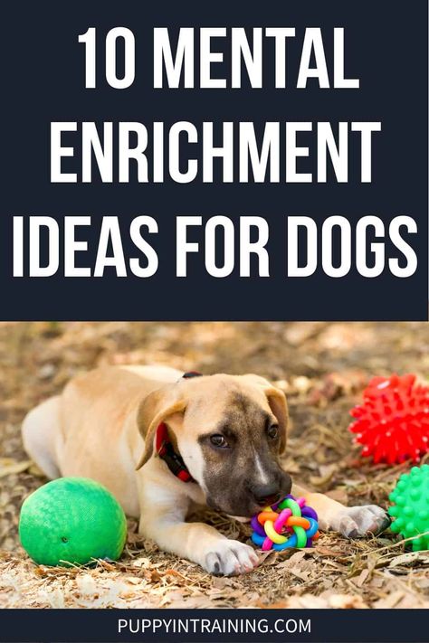 10 Mental Enrichment Ideas For Dogs Dog Enrichment Ideas Brain Games, Dog Games Diy, Games For Puppies, Diy Dog Enrichment, Enrichment For Dogs, Dog Enrichment Ideas, Games For Dogs, Dog Activity, Activities For Dogs