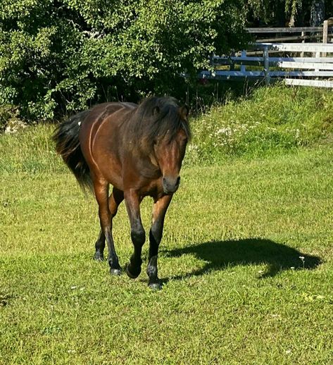 Bay Pony, Dartmoor Pony, Pony Breeds, Riding School, Star Stable, Equestrian Life, Horse Barn, Horse Breeds, Show Horses