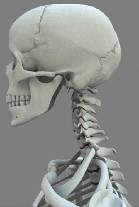 Tmj Headache, Weak Bones, Human Skeleton Anatomy, Skull Anatomy, Anatomy Bones, Skull Reference, Skeleton Anatomy, Skeleton Drawings, Neck Bones