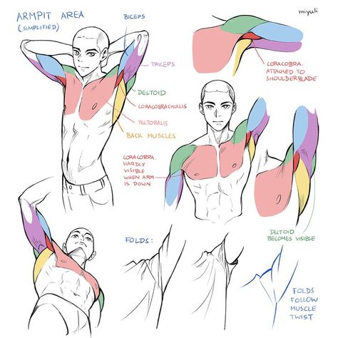 I hope this helps! Feel free to use this as reference in your own art. Rinotuna Tutorials, Shoulder Drawing, Drawing Tuts, Arm Anatomy, 남성 근육, Visual Library, Body Structure, Anatomy Tutorial, Human Anatomy Drawing