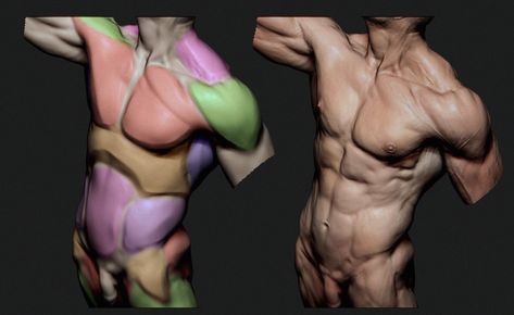 ArtStation - Figure Sculpting Timelapse [Zbrush] Zbrush Anatomy, Figure Sculpting, Zbrush Character, Anatomy Sketches, Body Anatomy, 3d Artist, Human Anatomy, Zbrush, Art Reference Photos