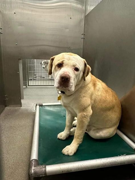 Hearts breaking into a million pieces watching shelter dog about to lose his life - Pet Rescue Report Black Aethestic, Shelter Dogs Adoption, Animal Rescue Ideas, Love Is An Open Door, Dog Rescue Stories, Dog Shelter, Help Needed, Shelter Dog, Dog Stories