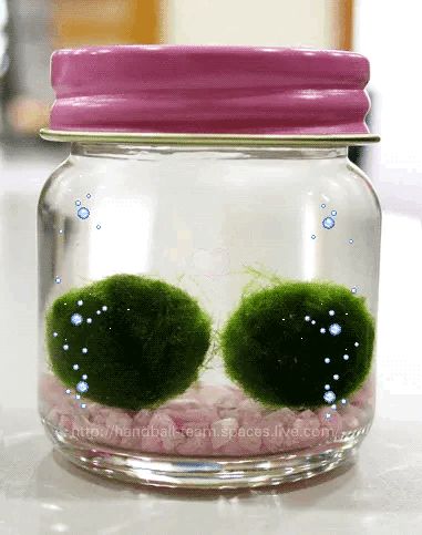 Marimo Moss, Marimo Moss Ball, Moss Ball, Frutiger Aero, Moss Balls, Aesthetic Stuff, I Love Girls, Fish Tank, Me Core