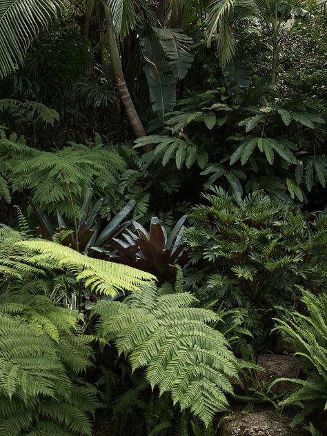 Plant colours, leaf shape and texture provide the backdrop for this sub tropical oasis Tropical Planting, Indoor Landscape, Farm Hotel, Rock Cliff, Cliff Face, Gable House, Rock Walls, Forest Plants, Tropical Oasis