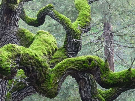 Mossy Tree, Twisted Tree, Moss Covered, Moss Garden, Old Trees, Unique Trees, Tree Forest, Nature Aesthetic, Beautiful Tree