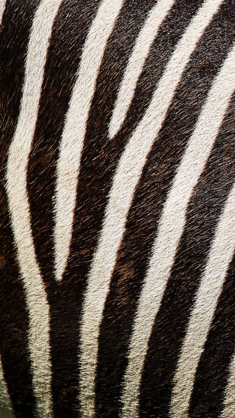 Zebra Print Wallpaper, Texture Download, Selena Gomez Cute, Iconic Wallpaper, Texture Wallpaper, Graffiti Wallpaper, Animal Graphic, Hd Desktop, Unique Nature