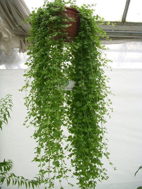 Balcony Hanging Plants, Hanging Plant Ideas, Best Herbs To Grow, Hanging Ferns, Hanging Plants Outdoor, Hanging Herbs, Jasmine Plant, Hanging Plant Wall, Hanging Plants Indoor