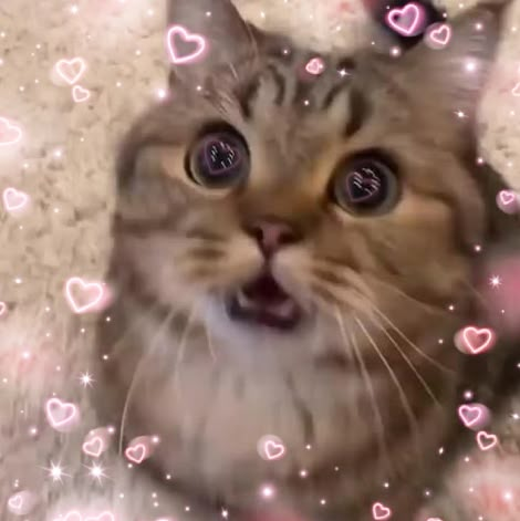 heart cat cute love reaction Love Reaction, Excited Cat, Eyes Meme, Funny Looking Cats, Cute Funny Pics, Heart Cat, Cats Memes, Silly Cats Pictures, Cute Cats Photos