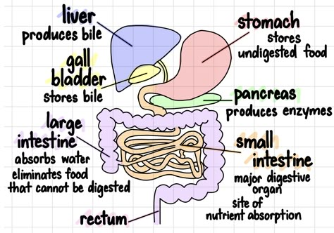 digestive system notes for high school biology Biology Note Templates, Gastrointestinal System Notes, Digestive System Anatomy Notes, Digestion Notes, The Digestive System Notes, Biology Chart Ideas, Digestive System Notes, Human Organ Diagram, Emt Study